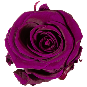 Velvet Special Collection bouquet with more than 25 Roses